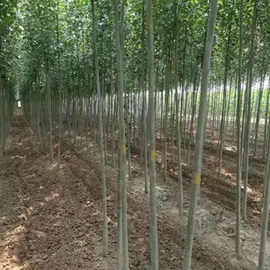 山东潍坊诸城速生白蜡树苗基地批发,一年生白蜡小苗产地报价，规格齐全好养易活,白蜡苗木供应商厂家上车价格