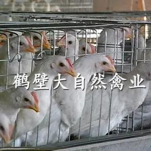 60天罗曼灰蛋鸡苗 不叨肛 死淘低 产蛋高 蛋壳颜色鲜亮