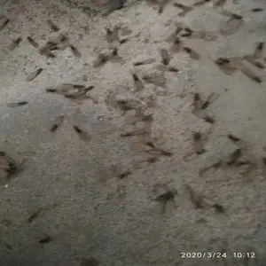 铜鼓县白蚁防治所电话号码 灭白蚁公司收费