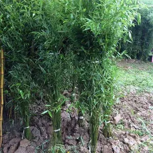 江苏早园竹基地 2公分早园竹3公分早园竹便宜又多 你买对了吗