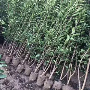 ͥԺ�̻�ֲ��ɺ���編���������ļ�����Χǽ��������糣��