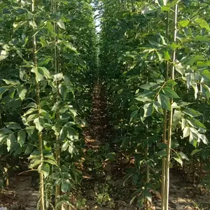 山东泰安新泰速生白蜡树苗木基地批发,2公分，3公分，5公分白蜡小苗产地报价,白蜡苗木供应商厂家上车价格