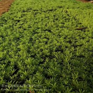 佛甲草栽植与养护，佛甲草小苗价格，佛甲草种植基地