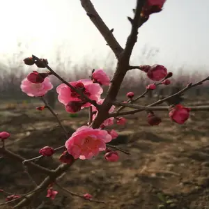 望都县美化缘苗圃场