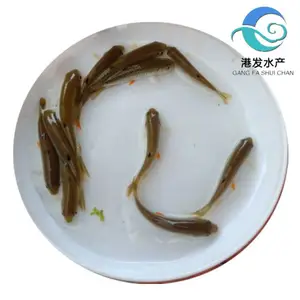 青竹鲩鱼苗厂价批 军鱼苗现苗发货 可配送到场 专门水库养殖淡水鱼苗