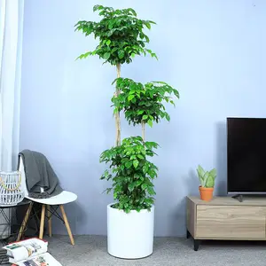 武汉写字楼鲜花户外花木出租,武汉办公室绿植租摆室内花卉
