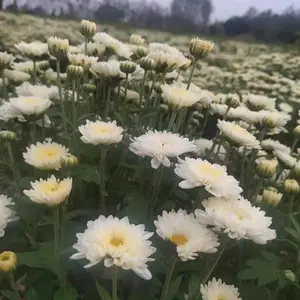 �ձ�������ֲ����