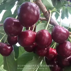 С�δ�ӣ�ҳ���������_�����ʹ��泵��������_����***����������۸�