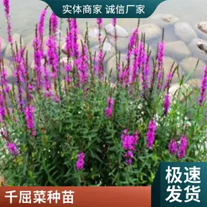 ǧ���˱��� �ܻ�ǧ���˶������޸�ֲ�� ˮ��ʪ���̻�