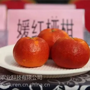 园红桠柑苗哪里有吗,浙江象山嫒红苗价格