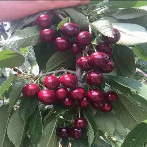 �Ϻ�ӣ��Ʒ���� ӣ������Ʒ���ĸ��� ������ֲӣ����
