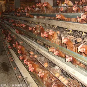 高产蛋鸡苗正宗纯种褐壳蛋鸡苗年产300枚