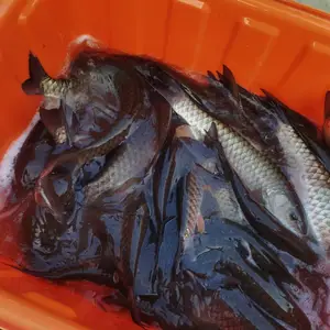 盈亿水产军鱼苗塘口价 青竹鲩鱼苗 坑娟光倒刺耙鱼苗