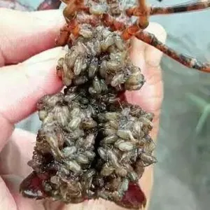 小龙虾苗价格 龙虾苗养殖基地 小龙虾种苗多少钱一斤