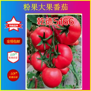 乾德5166、越冬早春精品粉果番茄种子