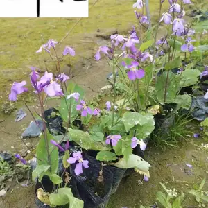 供应地被草花二月兰 成都二月兰工程绿化苗批发 花期长好养易活 量大从优