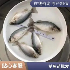淡水养殖 宝石鲈鱼 港发渔业鲜活供应 大口黑鲈鱼鱼苗 包活到家