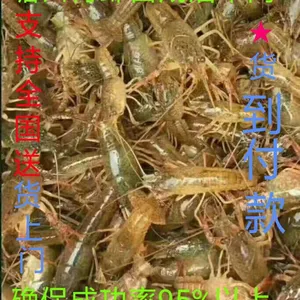 种虾 小龙虾 青虾 成品虾及养殖设备 养殖技术 水质检测