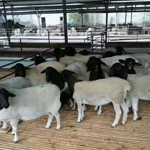 �������������ź��ӽ��������̥���⿹���ͺ���Ӧ����ǿ������Ч���ʺϸ�����ֳ