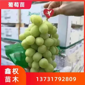 秋天清脆葡萄苗 生茬沙土地规模育苗基地 根系发达成活有保障