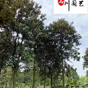 广玉兰基地直供 四川成都广玉兰种植基地 15-25公分广玉兰价格 树形好