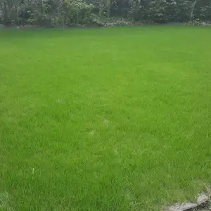 优质混播草坪 四季常青长势均匀 公园庭院铺装 场地绿化铺建实用绿植