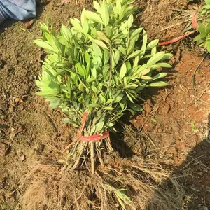 毛杜鹃球 江西萍乡楼盘小区绿化用的植物***格 怎么卖