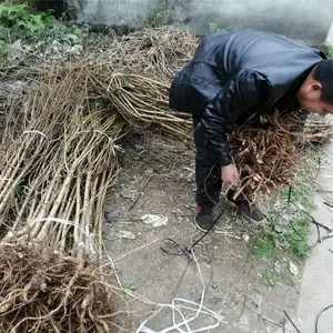 脆红李子树苗_脆红李子树苗报价_脆红李子树苗几月成熟