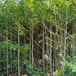 50-80高乐昌含笑,1米高深山含笑,地径2公分含笑供应