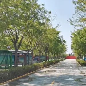淄博皂角树——郁郁葱葱的巍峨行道树