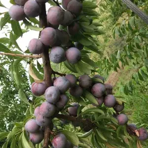 脆红李苗_脆红李苗报价_脆红李苗味道巴适