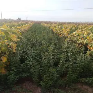 河南连翘苗,河北连翘苗,山西连翘主产区,出售药用连翘苗多少钱一棵
