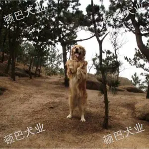 盘龙区训狗机构 值得信赖 昆明顿巴犬业供应