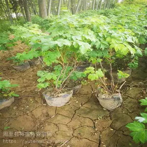 花都3号红牡丹 春秋栽植绿化苗木 桃花牡丹苗品种