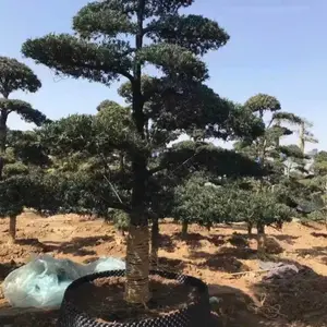 ���������޺��ɳ��۾�����������������Ӧ����ǿ�߳ɻ���