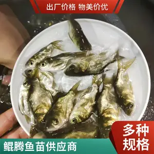 广东鱼苗价格 广州缩骨大头鱼苗 广州青竹脘鱼苗