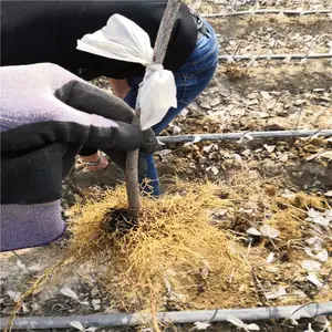 ������ӣ���� ������ӣ���������� �������ӣ����۸�