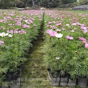波斯菊 成都波斯菊杯苗基地 成都优质波斯菊基地货源 花境花卉波斯菊