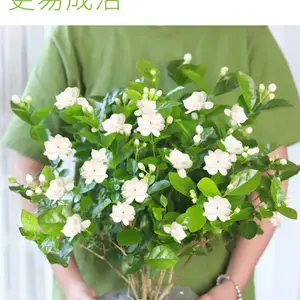 茉梨花苖盆栽带花苞木本开花四季香味浓适合家里阳台种植