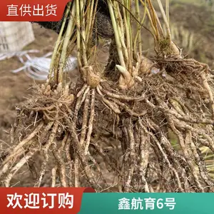 �κ��� 6 ��«������ ������ƽ���� ����ϵ�ӽ�һ�� F1 ����«����