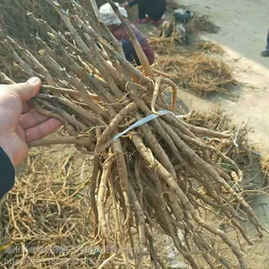牡丹苗移栽时间 方法 种植前景 牡丹的市场行情稳定
