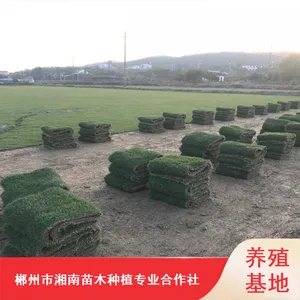 台湾马尼拉草皮_暖季型成活***草皮_东莞篮球场草皮批发