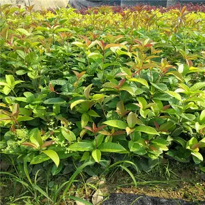 重庆高新区杜鹃杯苗基地让利销售