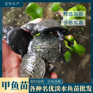 2021年甲鱼苗大规格甲鱼苗出售台湾鳖鲜活发货