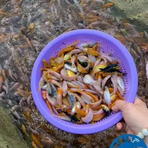 【港明水产锦鲤鱼苗孵化场】3-5公分观赏鱼苗 塘头价直供