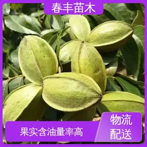 春丰苗木 美国山核桃嫁接苗2公分粗 高产出 果材兼用树种