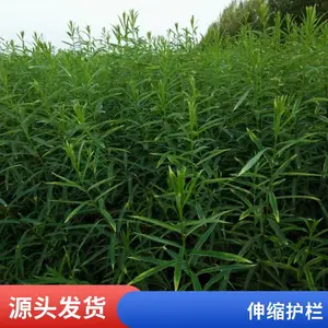 保定高阳县pvc护栏柳条篱笆竹篱笆伸缩碳化木护栏