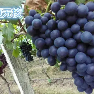 金华浪漫红颜葡萄苗-葡萄苗批发选善田苗木-浪漫红颜葡萄苗批发