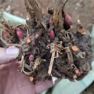����ѿͷ�����ͺ� ����ѿͷ��Ѽ���ָ�� ��̩��ҩ��