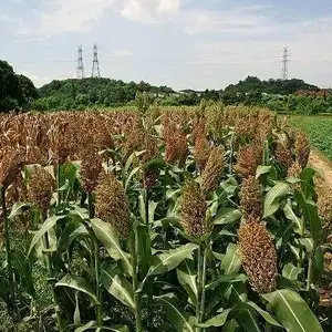 荞麦回收厂家-德穗农业(在线咨询)-竹山荞麦回收